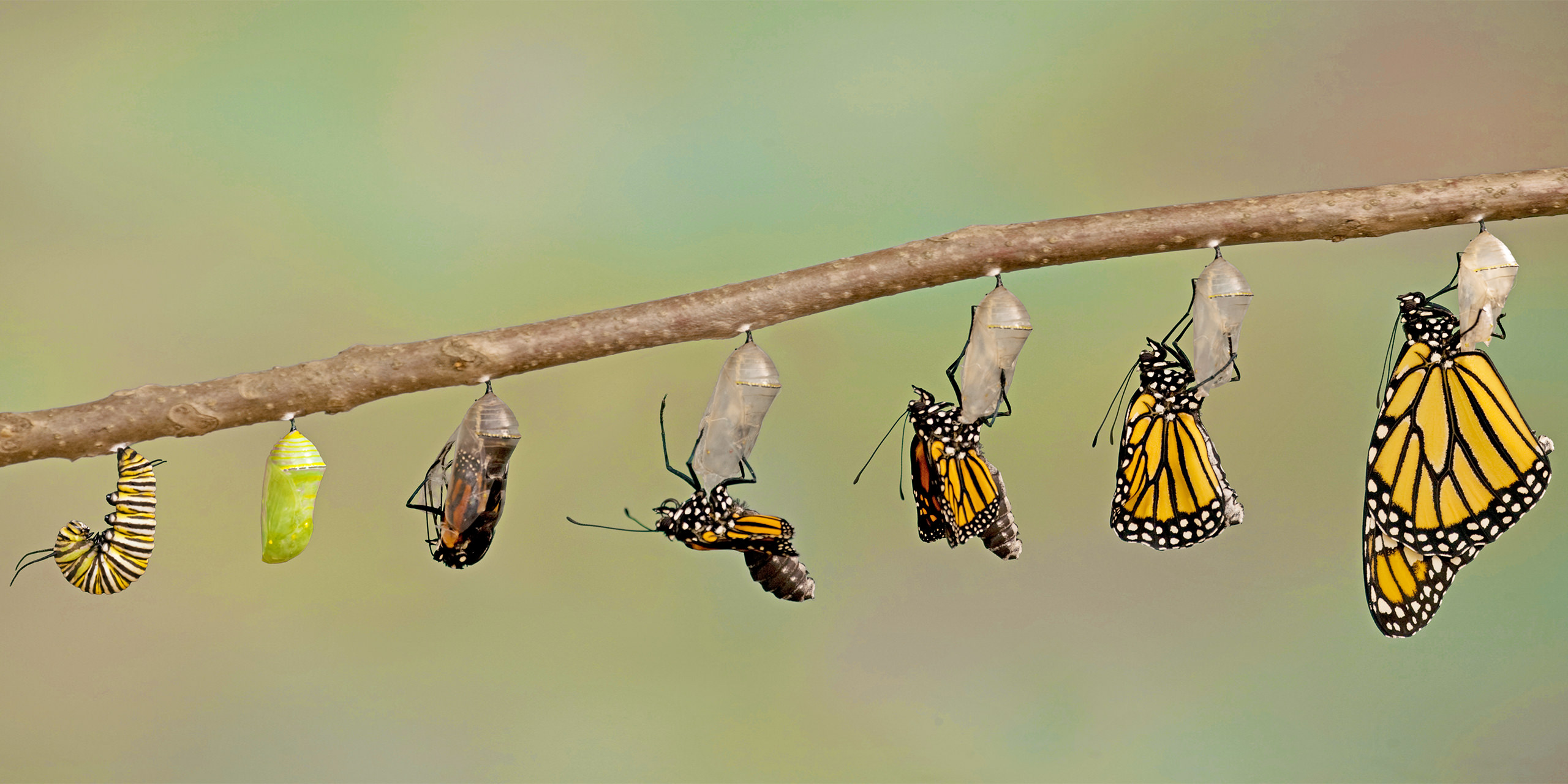 Metamorphose